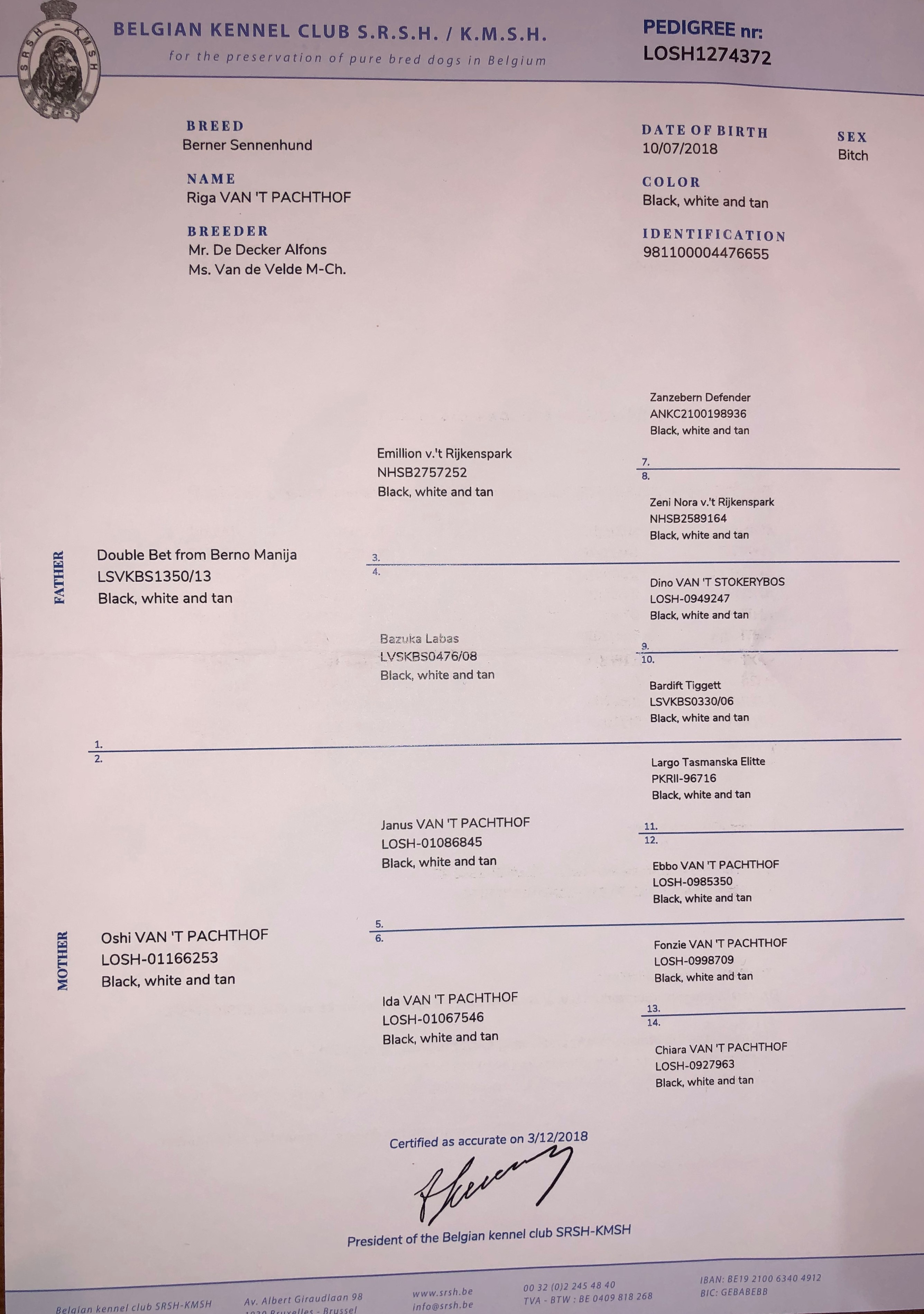 Riga's Pedigree